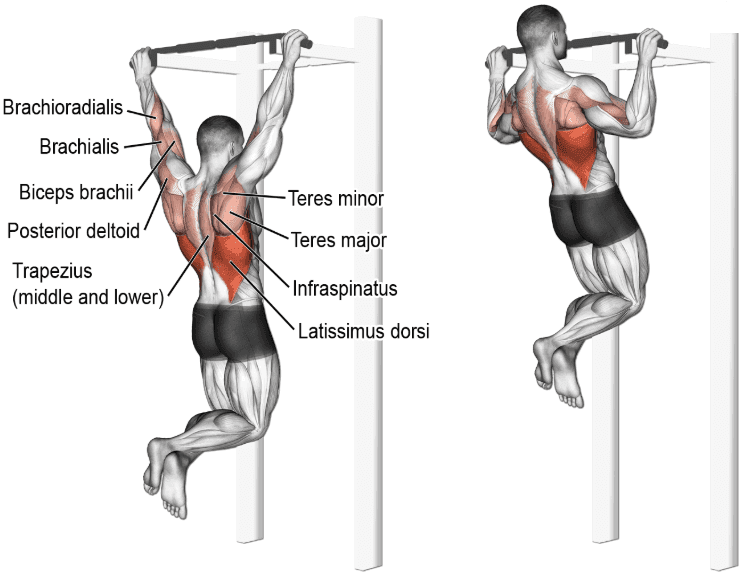 Muscles used during a pull-up, back workout